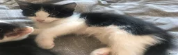 Mixed Breed cats for sale: Super Fluffy Ragdoll x Kittens!! £100-£180 - Advert 21