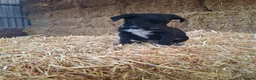 Borador dogs for sale: Labrador x Border Collie Pups for Sale - Advert 6
