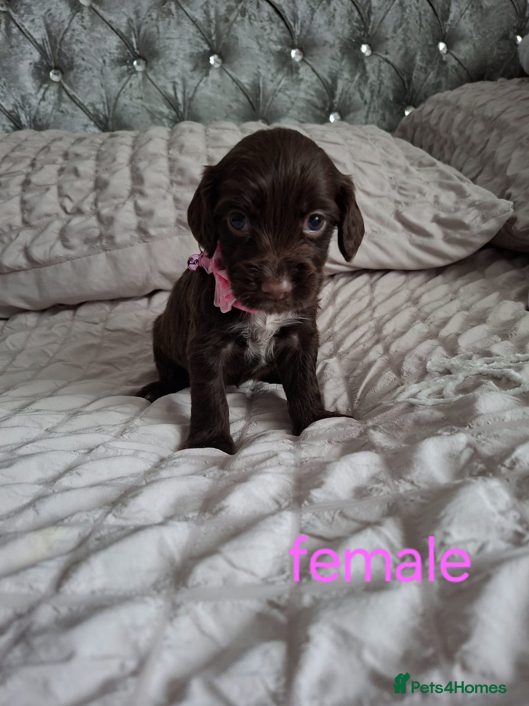 Cocker Spaniel dogs for sale: Stunning cocker spaniels for sale - Image 22