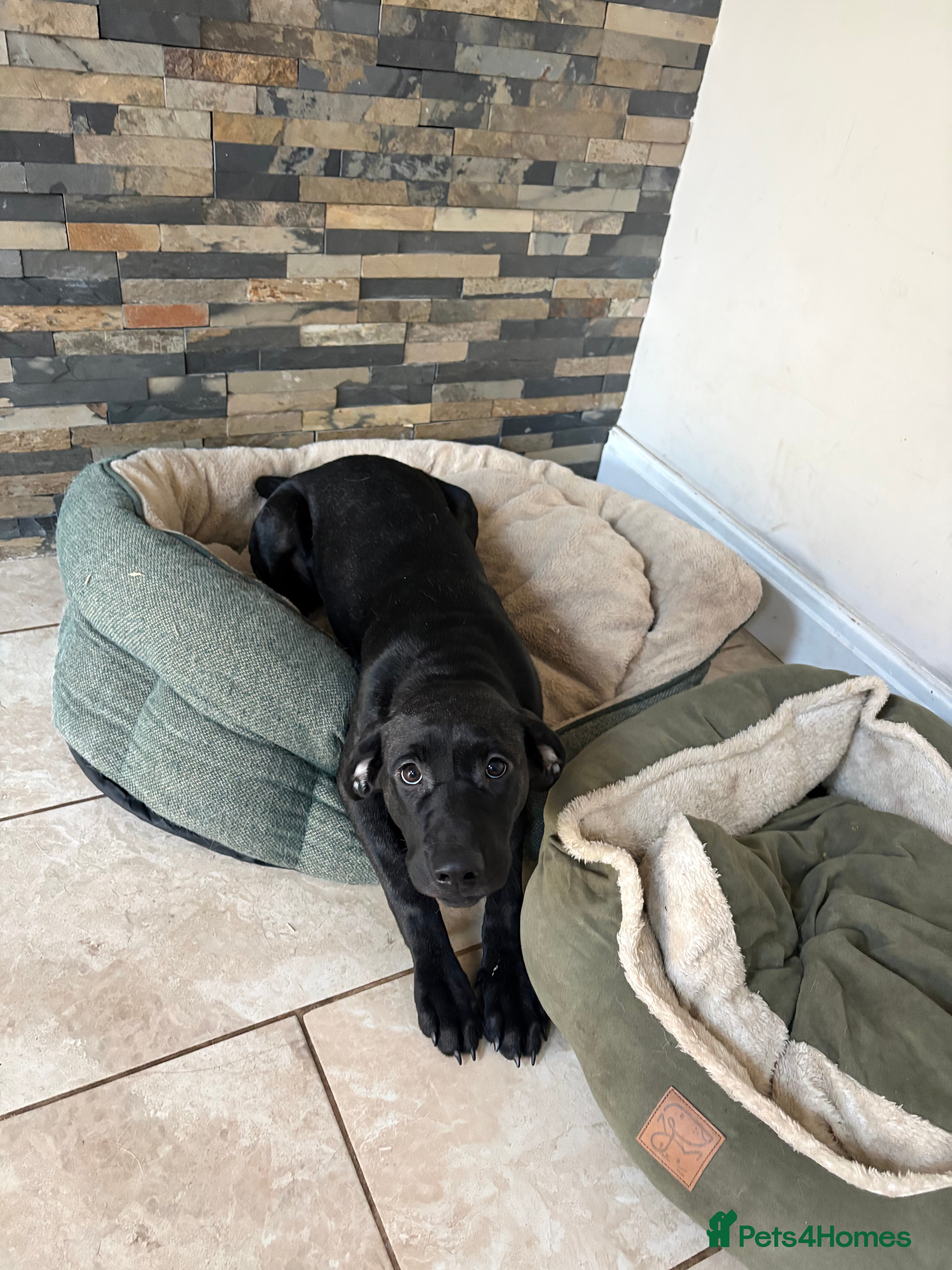 Mixed Breed dogs Labrador X husky - Advert 1