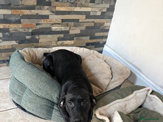 Mixed Breed dogs Labrador X husky - Advert 1