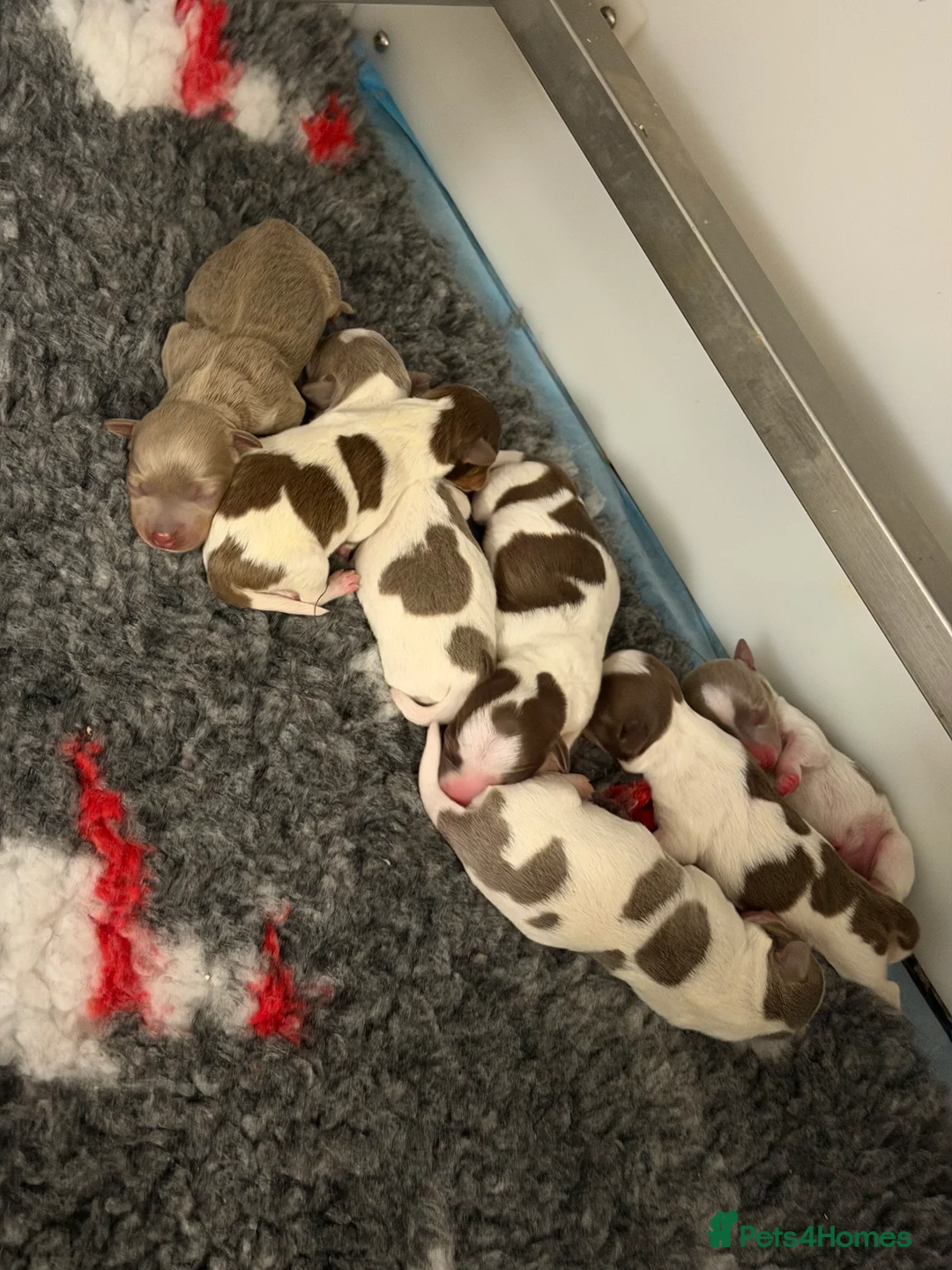 Jack Russell dogs for stud: DONJACKS RANGER - imported lilac & tan stud dog in Doncaster - Advert 28