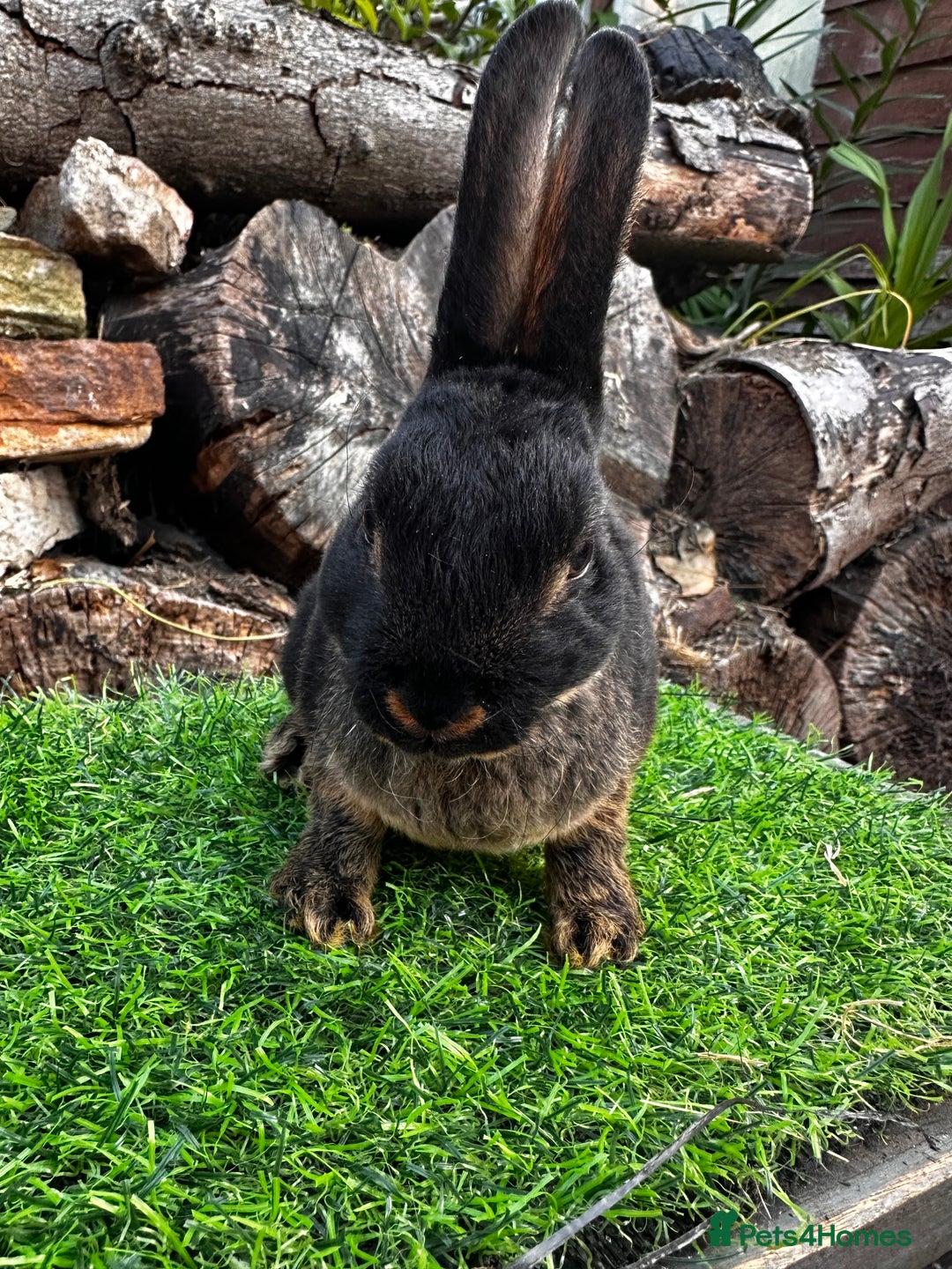 Rex rabbits for sale: Various Mini Rex  - Image 9