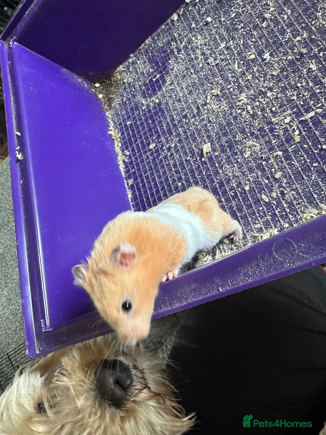 Hamster rodents for sale: Female hamster  - Advert 2