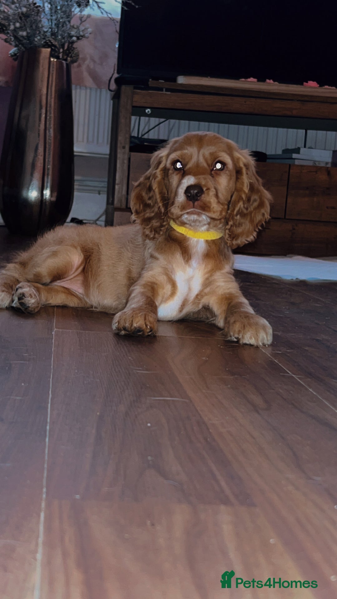 Cocker Spaniel dogs for sale: English Cocker Spaniels  - Advert 19