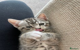 Mixed Breed cats for sale: Two boys (best friends)  - Image 13