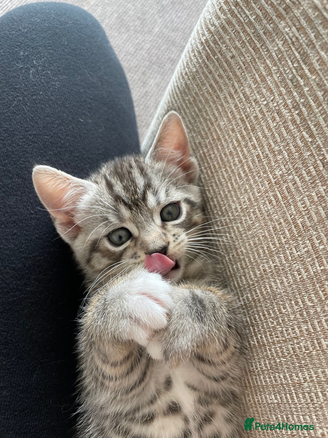 Mixed Breed cats for sale: Two boys (best friends)  - Image 13