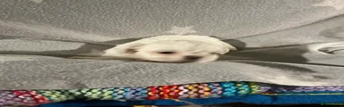 Shih Tzu 6