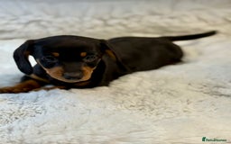 Miniature Dachshund dogs for sale: 2 stunning miniature dachshund puppy’s  - Image 3