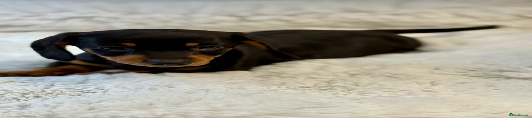 Miniature Dachshund Puppy 1