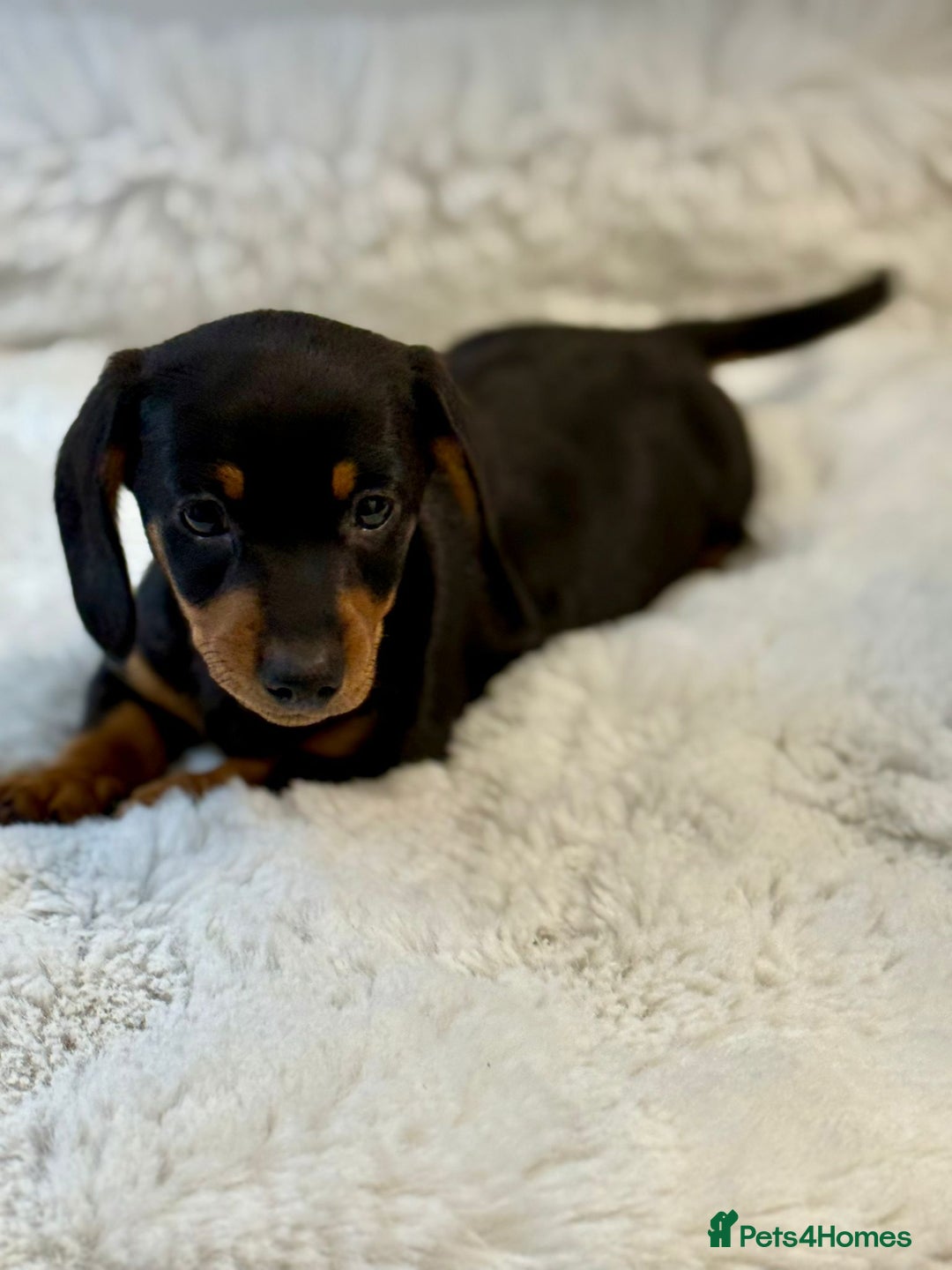 Miniature Dachshund dogs for sale: 2 stunning miniature dachshund puppy’s  - Image 3