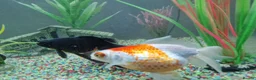 Fancy Goldfish fish for sale: 2 Fish with 120l Juwel tank for sale in Leicester - Advert 4