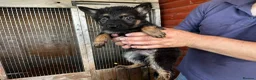 German Shepherd dogs for sale: German shepherd puppies  - Advert 11