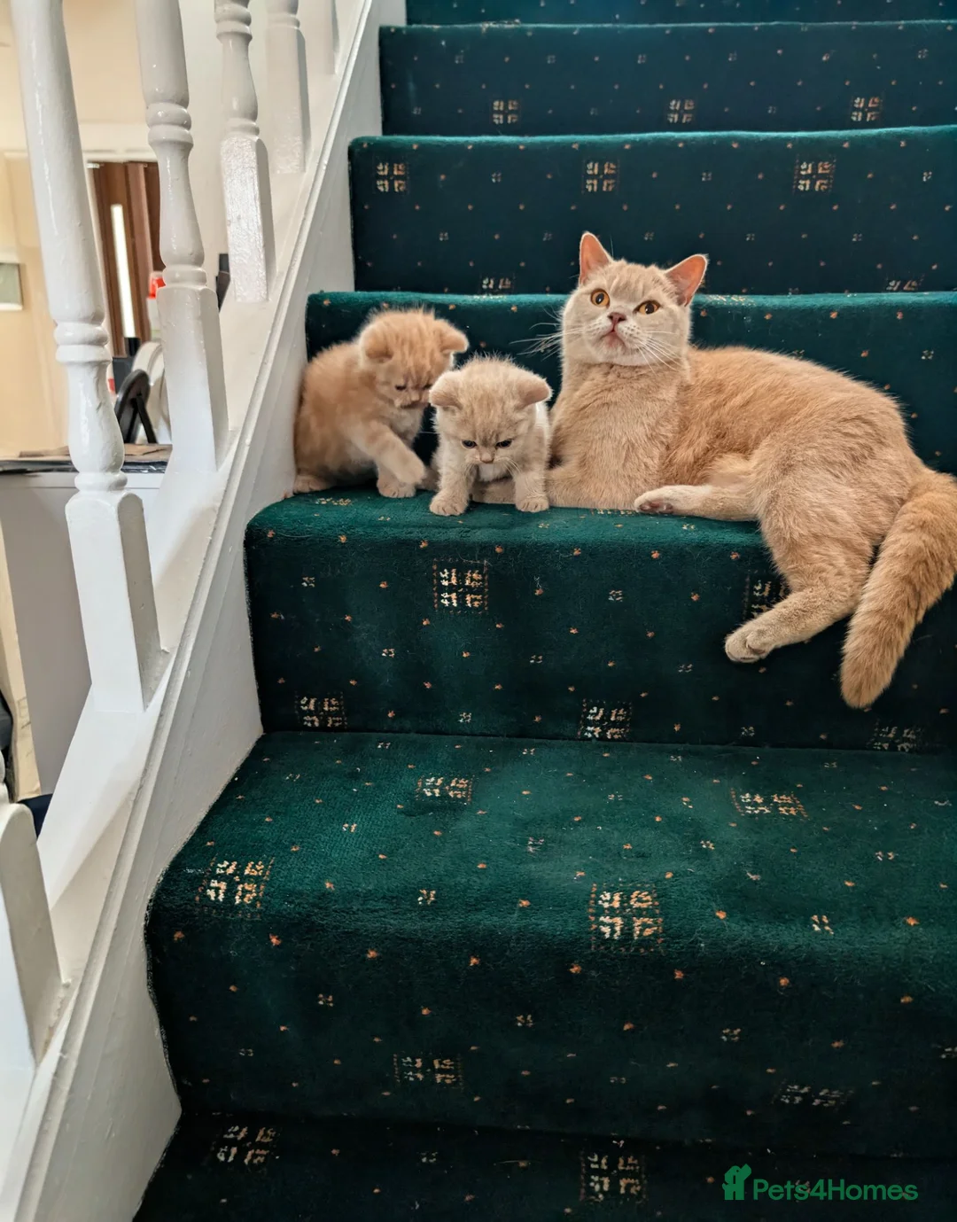British Shorthair cats for sale: British shorthair  - Advert 1