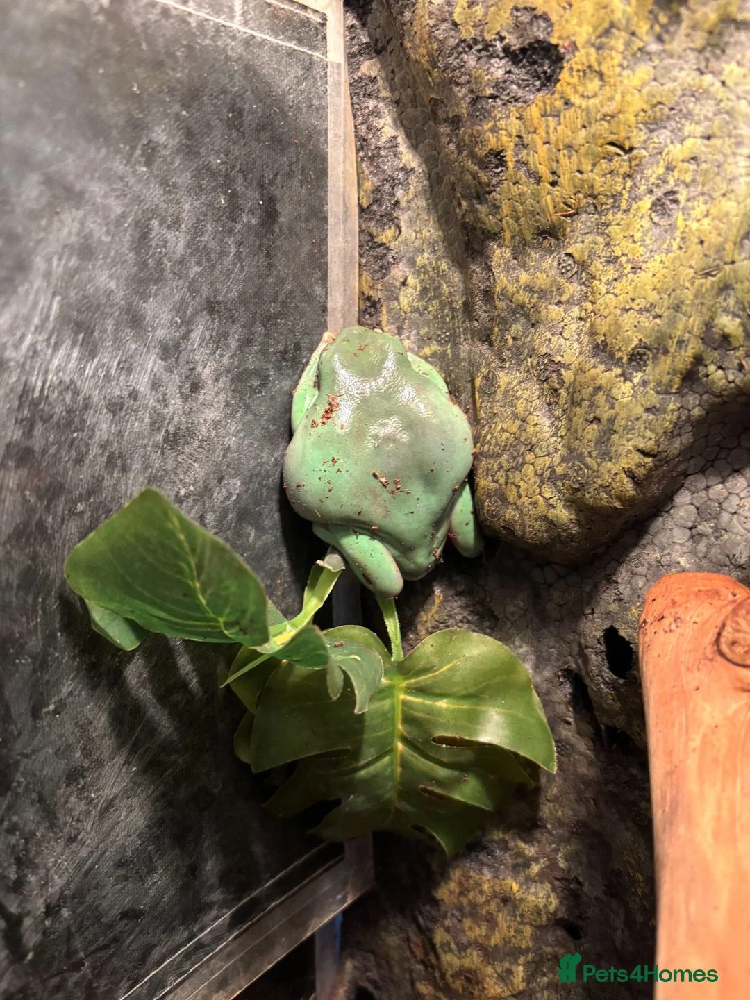 Frog reptiles for sale: Whites Tree Frogs in Sudbury - Advert 4