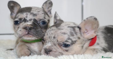 French Bulldog dogs - Advert 13