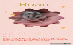 Hamster rodents for sale: Hamsters  - Image 6