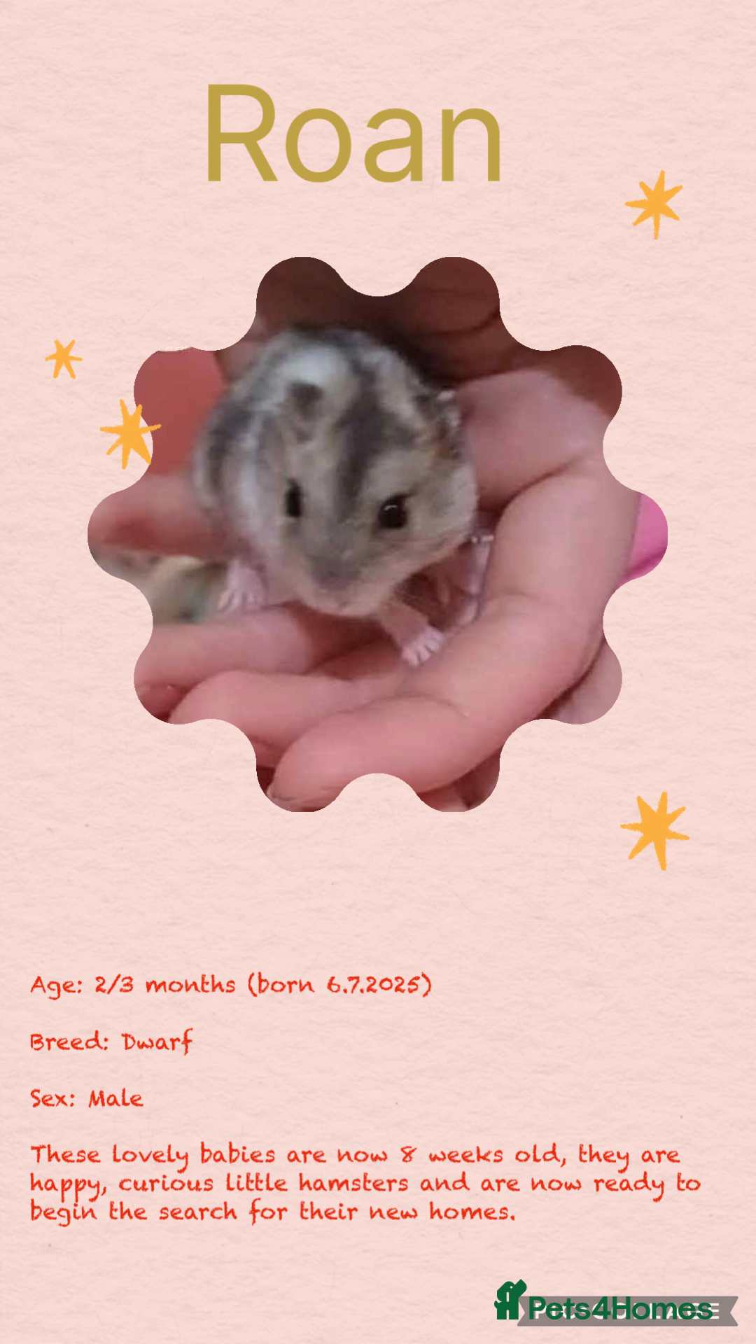 Hamster rodents for sale: Hamsters  - Image 6