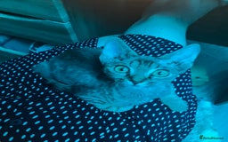 Devon Rex cats for sale: GCCF Registered Pedigree Devon Rex Kittens ❤️ in Leeds - Image 33