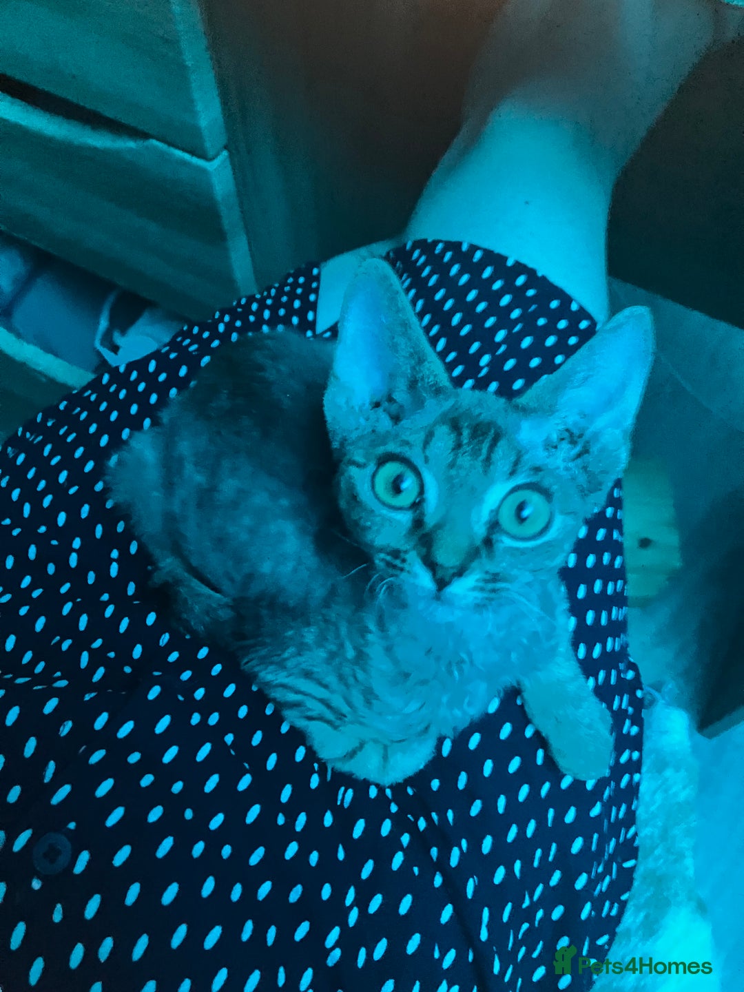 Devon Rex cats for sale: GCCF Registered Pedigree Devon Rex Kittens ❤️ in Leeds - Image 33