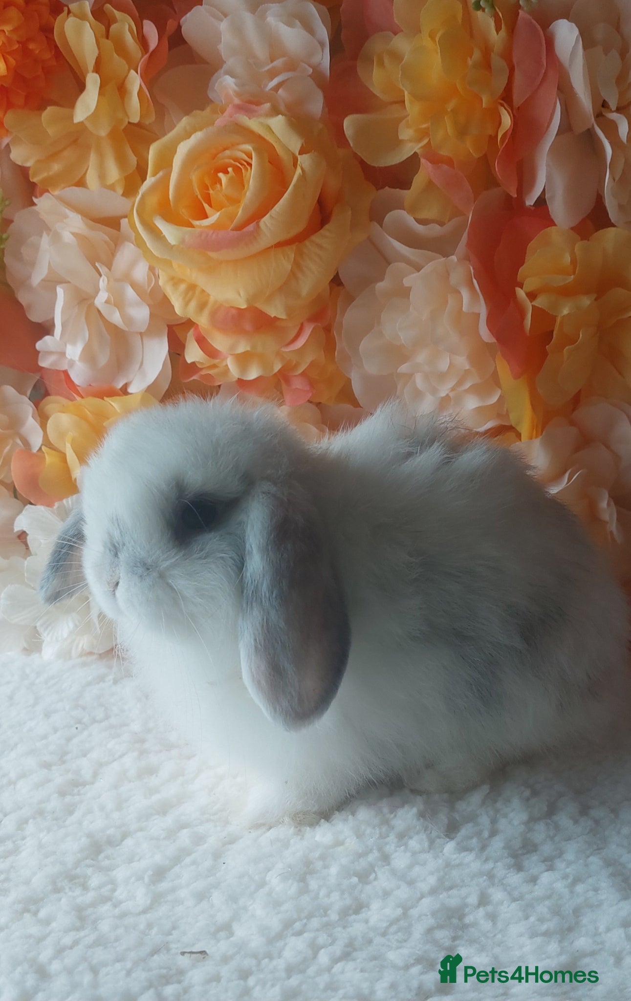 Mini Lop rabbits for sale: mini lops - Advert 4