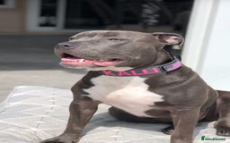 Mixed Breed dogs for sale: staffordshire Bull terrier puppy  - Image 8