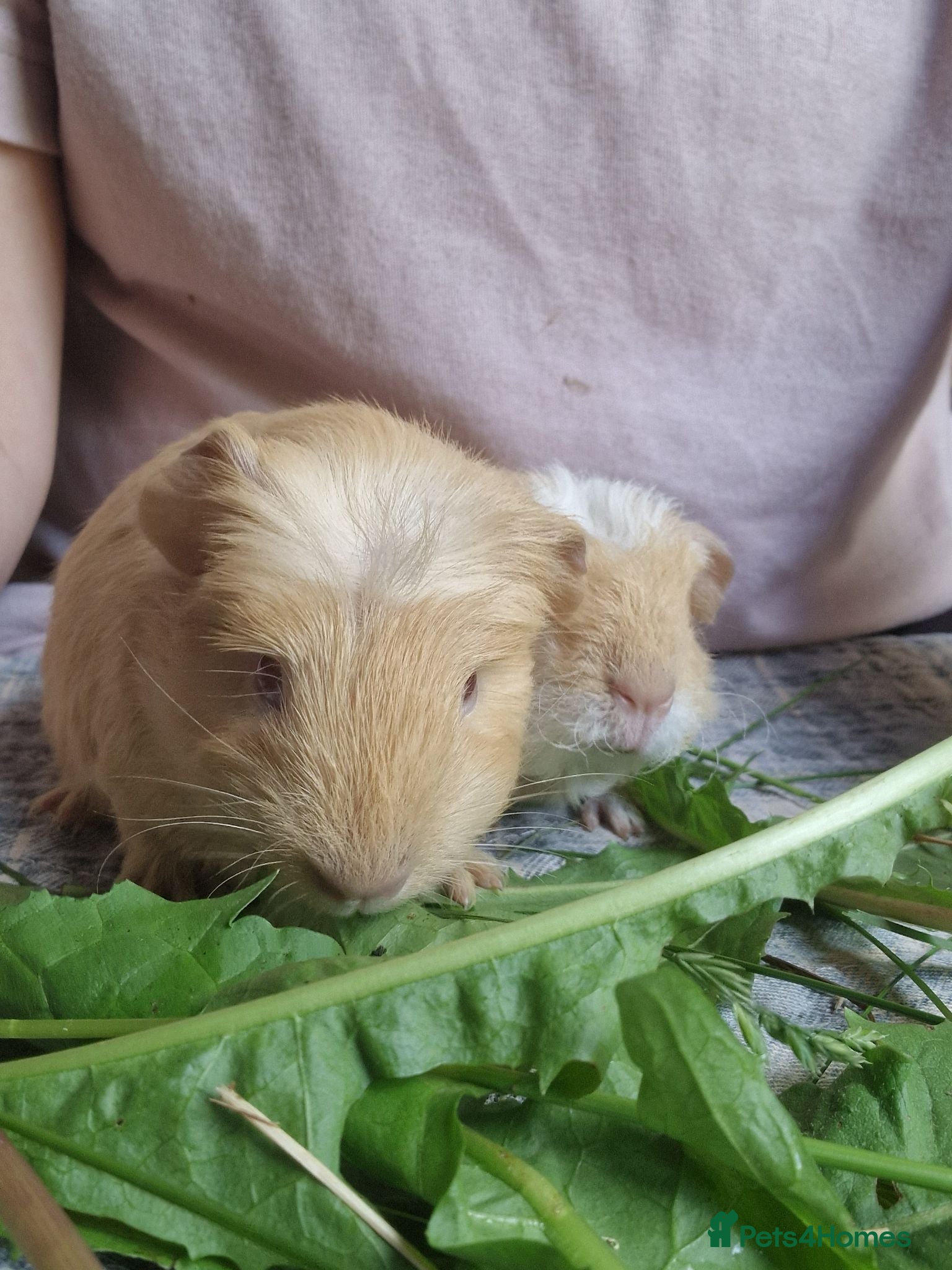 Guinea Pig rodents Two bond boys ready to go 30thjune 26 - Advert 2