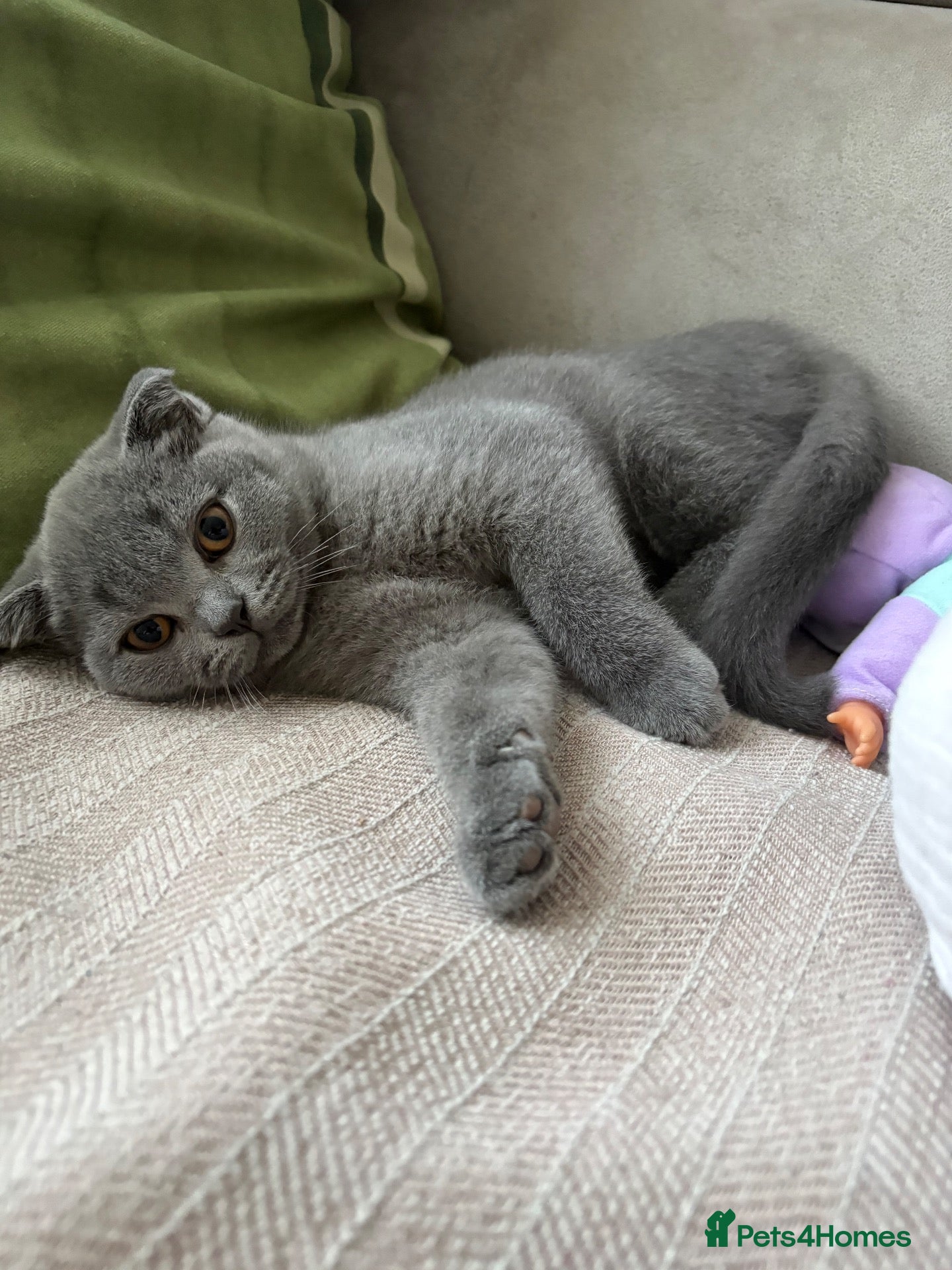 Scottish Fold cats Playful  lovely Scottish Fold - Advert 11