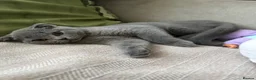 Scottish Fold cats for sale: Playful  lovely Scottish Fold - Advert 4