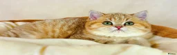 British Shorthair cats for sale: Meet Our Sweet British Shorthair Kittens in Nottingham - Advert 16