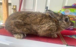 Lionhead rabbits for sale: Baby bunnies - Image 6