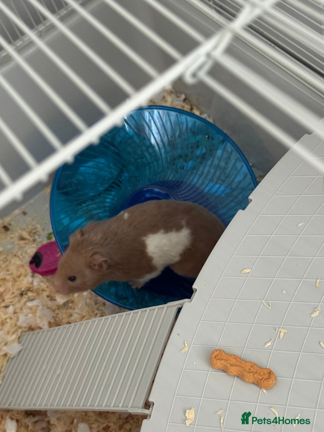 Hamster rodents for sale: Hamster - Image 3