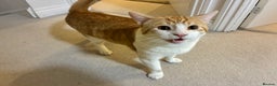 Mixed Breed cats for sale: Garfield – Friendly Young Cat Seeking Loving Home - Advert 6