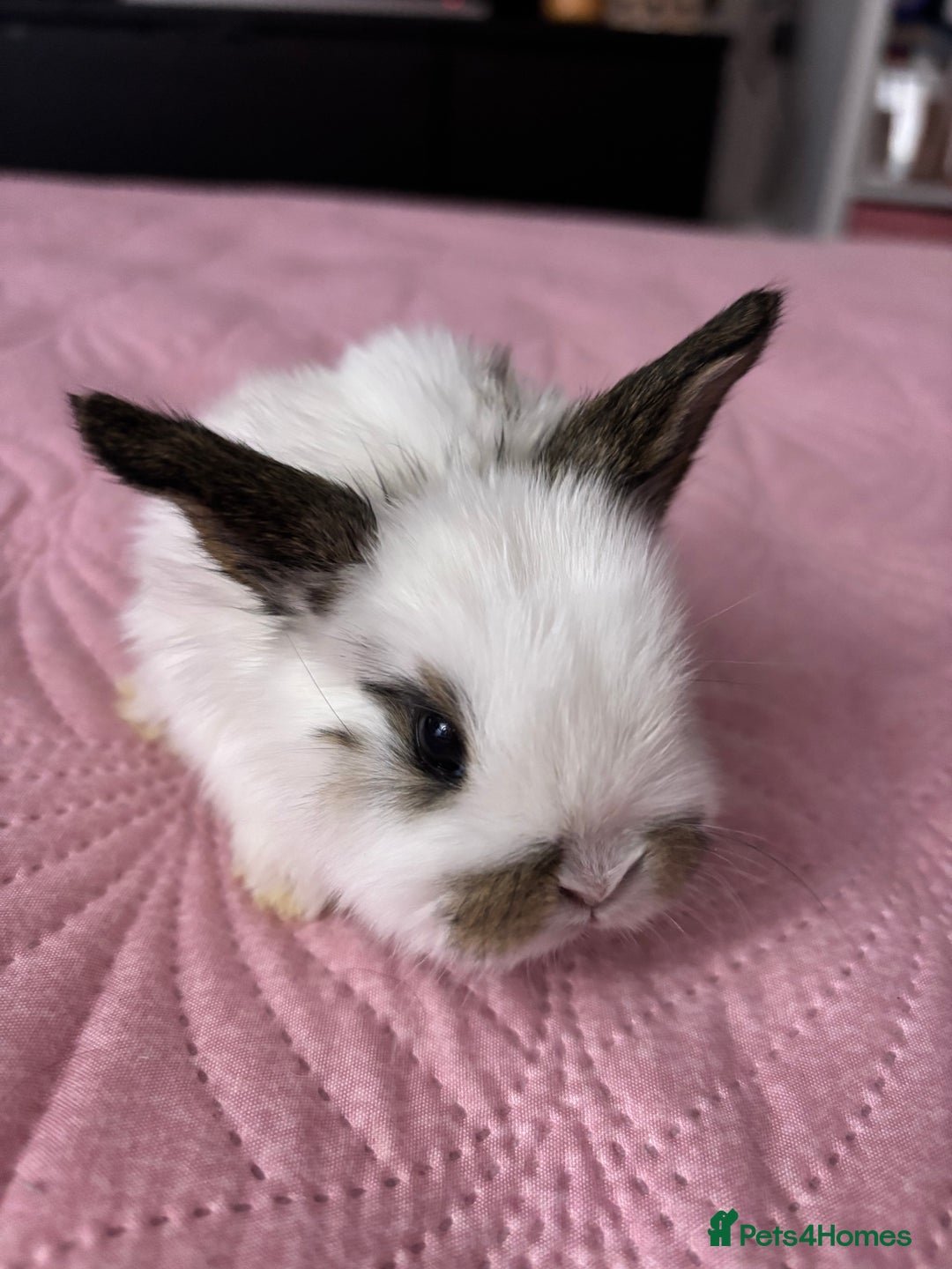 Mixed Breed rabbits for sale: 7 Gorgeous mixed dwarf hotot minilops  - Advert 18