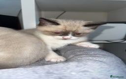 Mixed Breed cats for sale: Beautiful mix breed kittens - Image 19