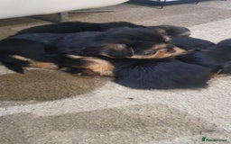 Yochon dogs for sale: 6 beautiful pups for sale - Image 5