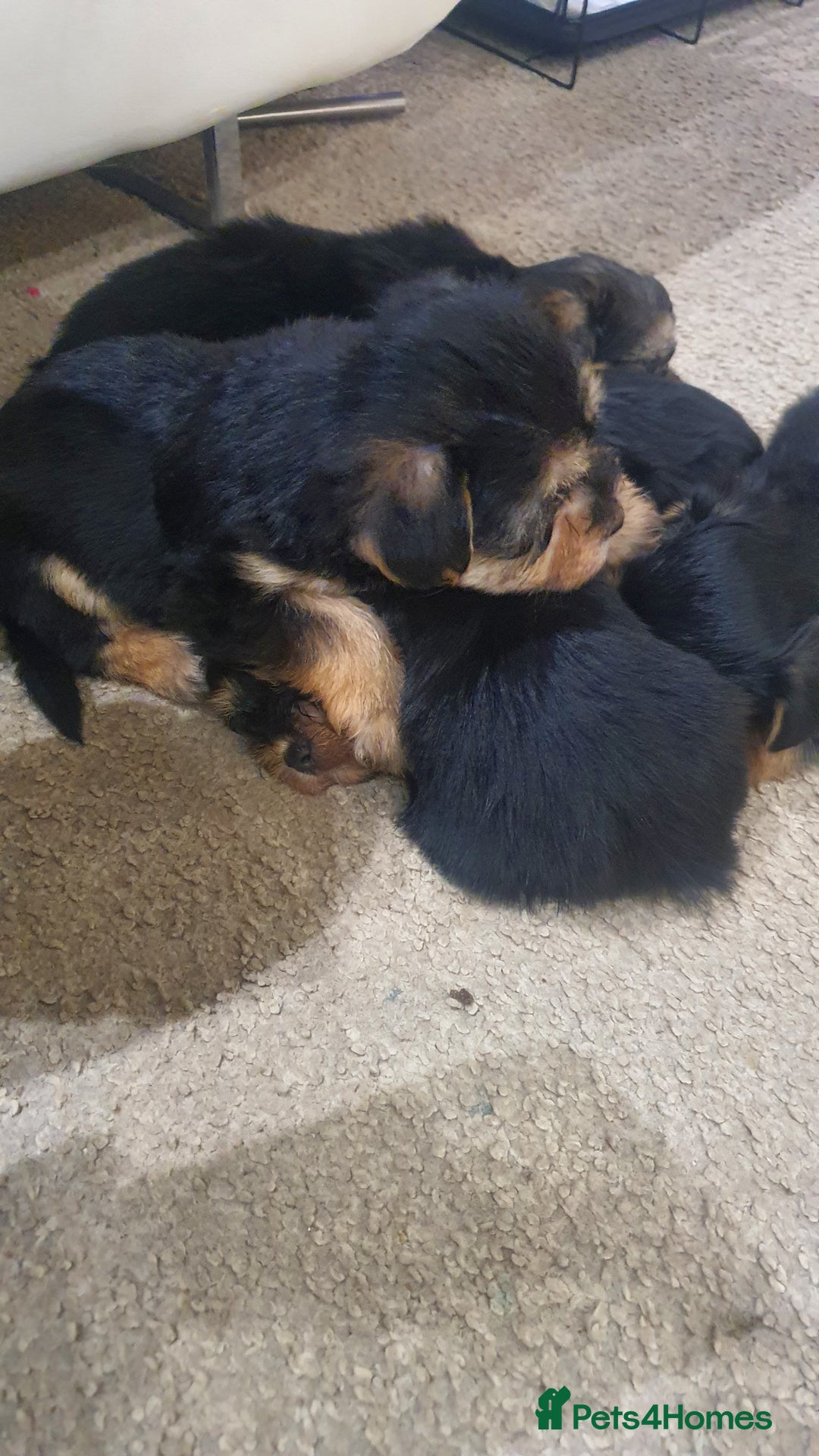 Yochon dogs for sale: 6 beautiful pups for sale - Image 5