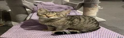 Mixed Breed cats for sale: Beautiful kittens looking for loving homes - Advert 2