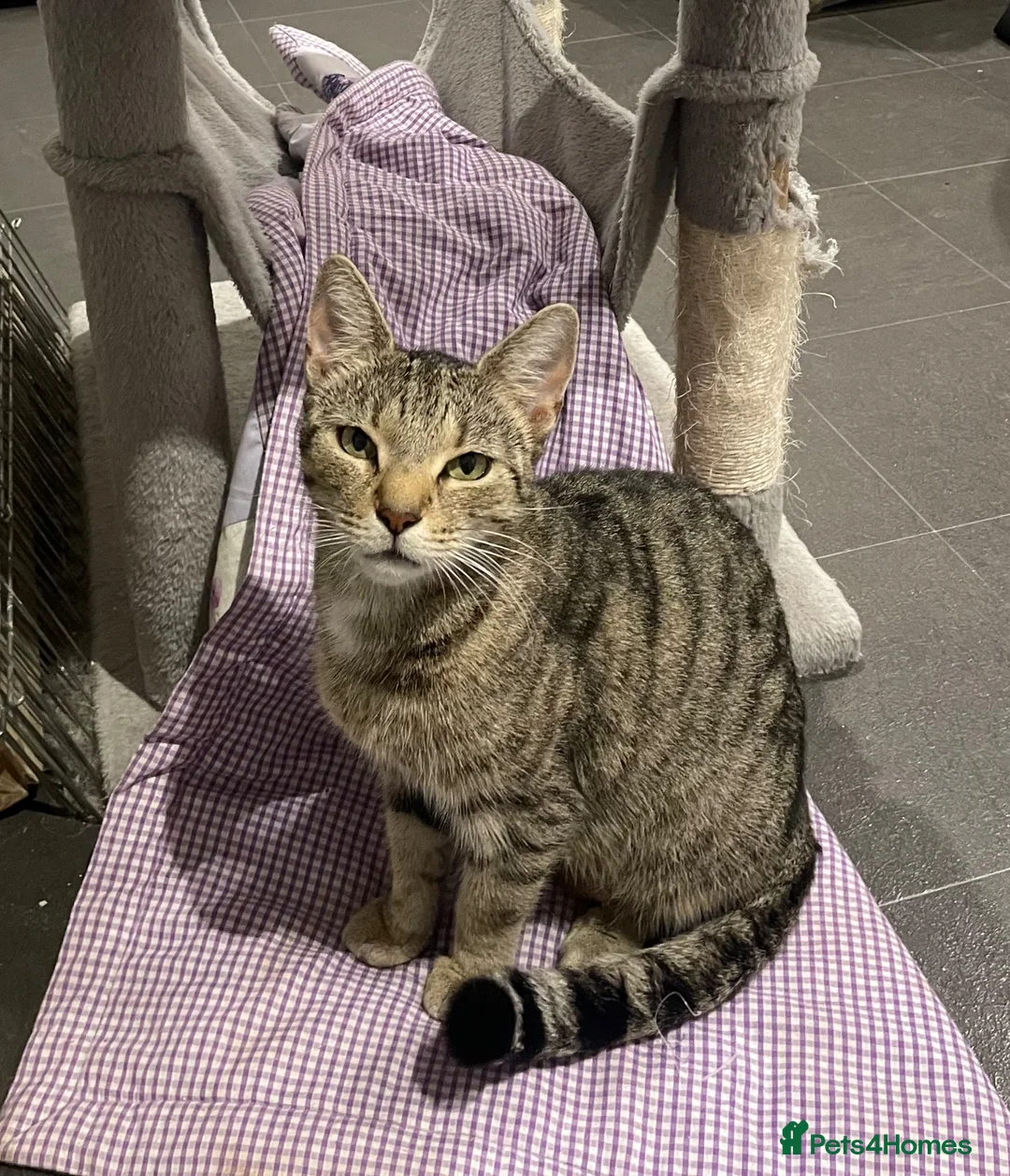 Mixed Breed cats for sale: Beautiful kittens looking for loving homes - Advert 2