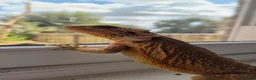 Bearded Dragon reptiles for sale: Red Bearded Dragon - Advert 2