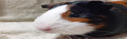 Guinea Pig rodents for sale: 2 Female Guinea Pigs For Sale - Advert 4