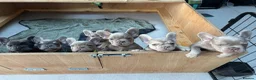 French Bulldog dogs for sale: French Bulldog Pups - Advert 5