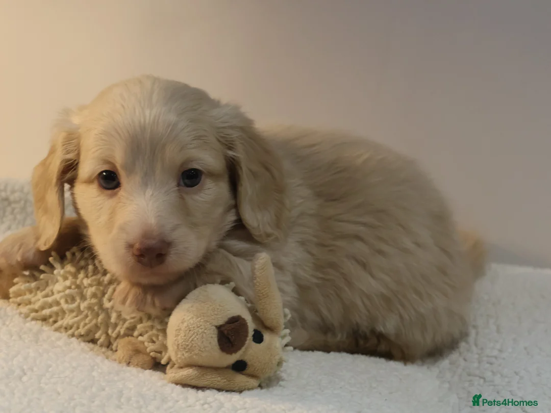 Miniature Dachshund dogs for sale: 5*Licensed+CREAMLONGHAIR+KCreg+PRACLEAR+Vetchecked - Advert 31