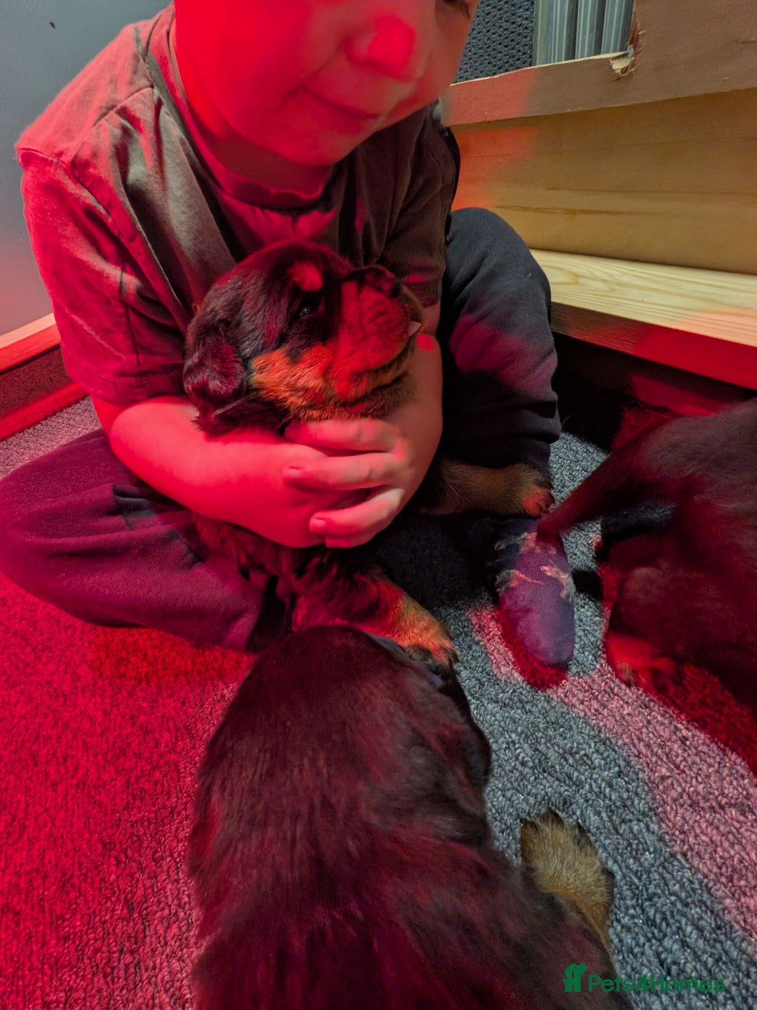 Rottweiler dogs for sale: Exclusive UK Rottweiler Puppy Champion Bloodlines - Image 16