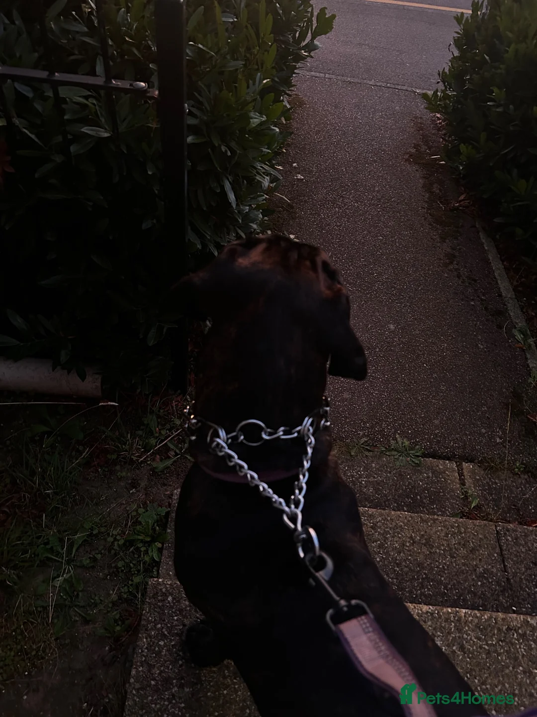 Cane Corso dogs for sale: Storm - Advert 2
