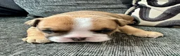 English Bulldog dogs for sale: Stunning litter of kc reg English bulldog puppies  - Advert 6