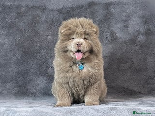 Chow Chow dogs Extremely Rare solid lilac male chow chow puppy - Advert 7