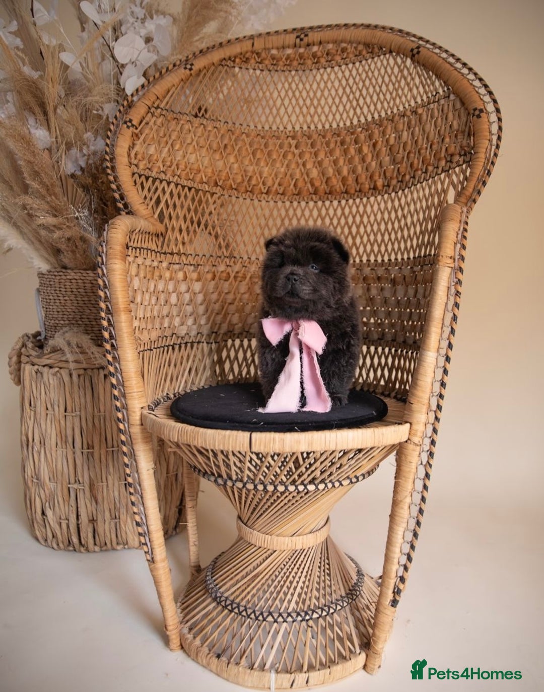 Chow Chow dogs for sale: Beautiful KC registered Chow Chow puppies  - Image 10