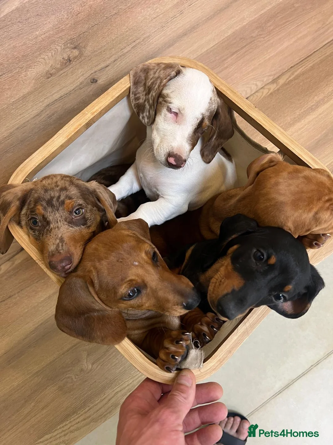 Dachshund dogs for sale: Lovely standard dachshunds!!! - Advert 2