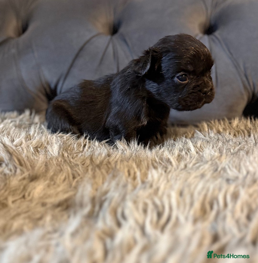 French Bulldog dogs for sale: 10 Full Fluffy French Bulldogs  - Advert 8